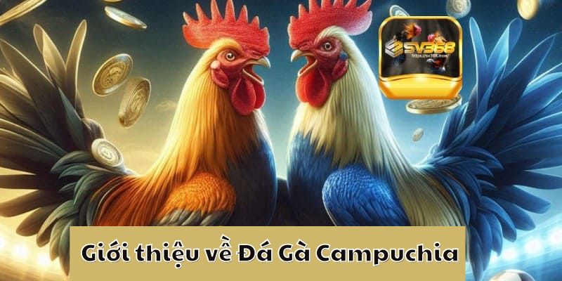 Giới thiệu về Đá Gà Campuchia