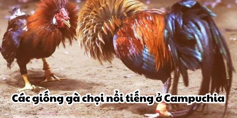 Các giống gà chọi nổi tiếng ở Campuchia