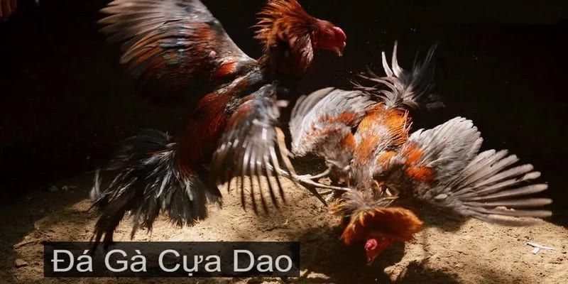 Cách thức cá cược đá gà cựa dao chi tiết nhất