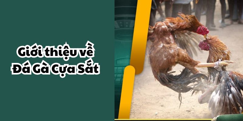 Giới thiệu về Đá Gà Cựa Sắt