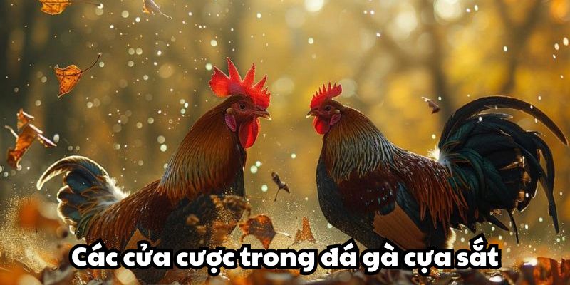 Quy định về các cửa cược trong đá gà cựa sắt