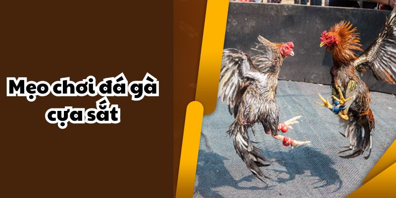 Chia sẻ mẹo chơi đá gà cựa sắt hiệu quả cho người mới bắt đầu