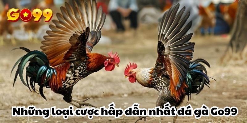 Khám phá những loại cược hấp dẫn nhất tại sảnh đá gà Go99