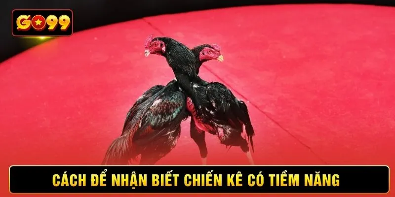 Cách để nhận biết chiến kê có tiềm năng