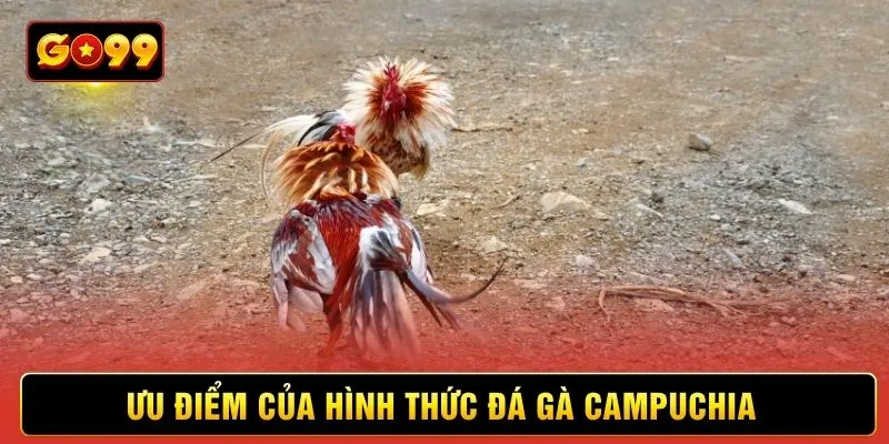 Ưu điểm của hình thức đá gà Campuchia